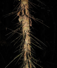 Astrocaryum aculeatum