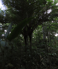 Astrocaryum aculeatum