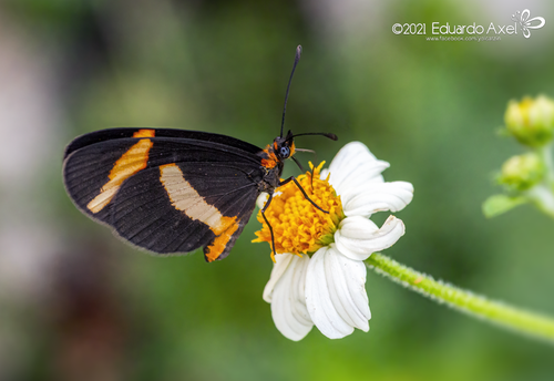 Elf Butterfly