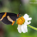 Mariposa Duende - Photo (c) Eduardo Axel Recillas Bautista, algunos derechos reservados (CC BY-NC)