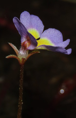 Benjaminia reflexa