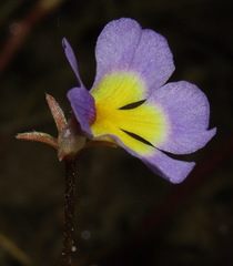 Benjaminia reflexa