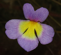 Benjaminia reflexa