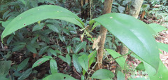 Codonanthopsis