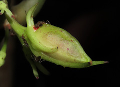 Codonanthopsis