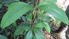 Codonanthopsis