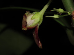 Codonanthopsis