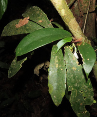 Codonanthopsis ulei