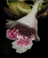 Codonanthopsis ulei