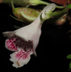 Codonanthopsis ulei