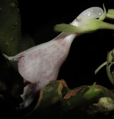 Codonanthopsis ulei