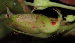 Codonanthopsis ulei
