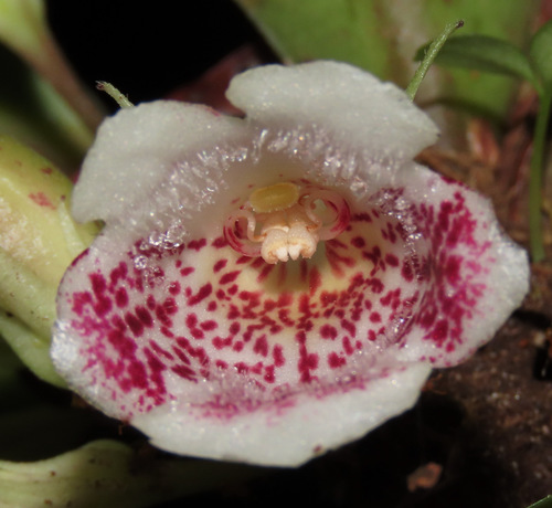 Codonanthopsis ulei