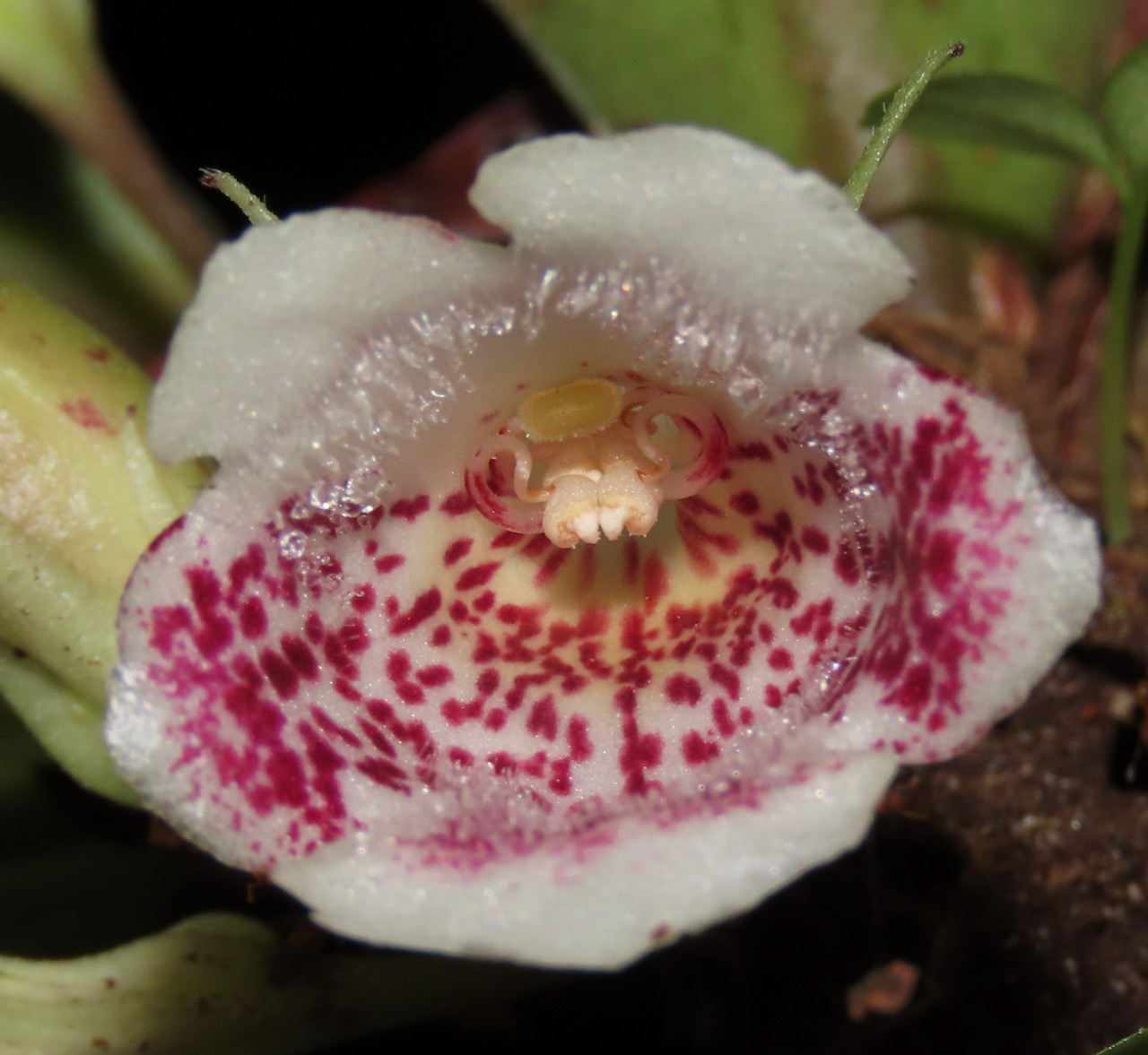 Codonanthopsis ulei