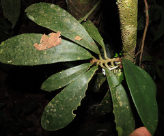 Codonanthopsis ulei