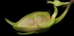 Codonanthopsis ulei