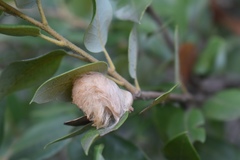 Heteroecus dasydactyli