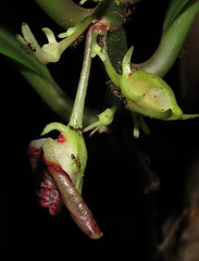 Codonanthopsis