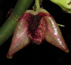 Codonanthopsis