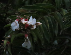 Qualea