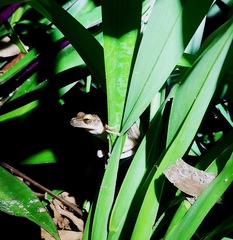 Polypedates otilophus