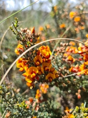 Pultenaea procumbens