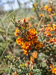 Pultenaea procumbens