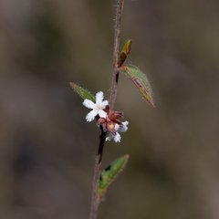 Leucopogon concurvus