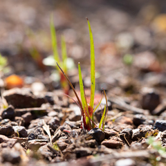 Centrolepis aristata