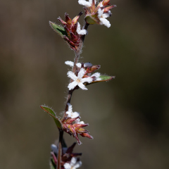 Leucopogon concurvus