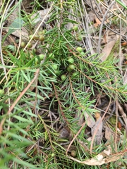 Persoonia chamaepeuce