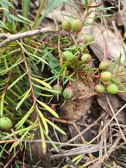 Persoonia chamaepeuce