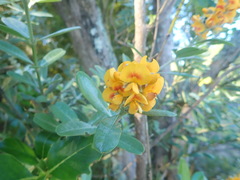 Callistachys lanceolata