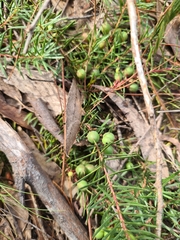 Persoonia chamaepeuce