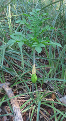 Dracontium margaretae