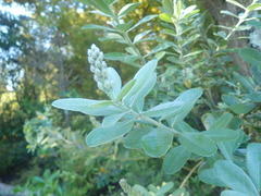 Callistachys lanceolata