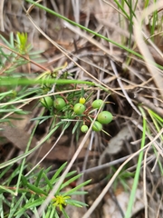 Persoonia chamaepeuce