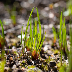 Centrolepis aristata