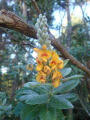 Callistachys lanceolata