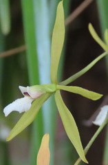 Encyclia flava