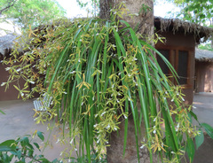 Encyclia flava
