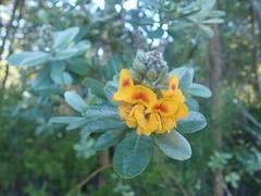 Callistachys lanceolata