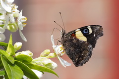Vanessa itea