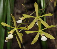 Encyclia flava