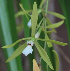 Encyclia flava