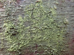 Lecanora expallens