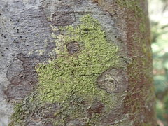 Lecanora expallens