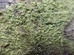 Lecanora expallens