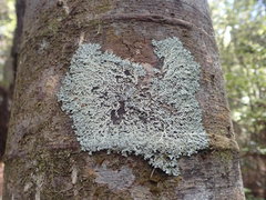 Hypotrachyna osseoalba