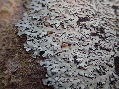 Hypotrachyna osseoalba